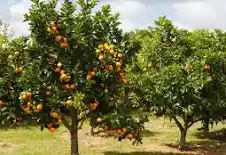 Appelsintræ